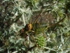 Steropleurus perezii (Bolvar, 1877)