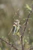 Steropleurus perezii (Bolvar, 1877)