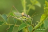 Steropleurus perezii (Bolvar, 1877)
