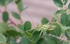 Steropleurus perezii (Bolvar, 1877)