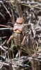 Steropleurus perezii (Bolvar, 1877)