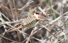 Steropleurus perezii (Bolvar, 1877)