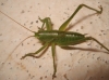 Tettigonia sp.
