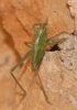 Tettigonia sp.