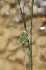 Tettigonia sp.
