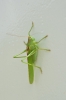 Tettigonia viridissima (Linnaeus, 1758)