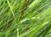 Tettigonia viridissima (Linnaeus, 1758)