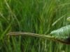 Tettigonia viridissima (Linnaeus, 1758)
