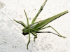 Tettigonia viridissima (Linnaeus, 1758)