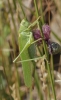 Tettigonia viridissima (Linnaeus, 1758)