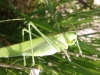 Tettigonia viridissima (Linnaeus, 1758)