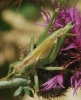 Tettigonia viridissima (Linnaeus, 1758)