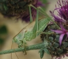 Tettigonia viridissima (Linnaeus, 1758)