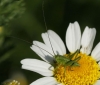 Tettigonia viridissima (Linnaeus, 1758)