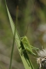 Tettigonia viridissima (Linnaeus, 1758)