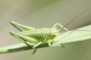 Tettigonia viridissima (Linnaeus, 1758)