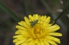 Tettigonia viridissima (Linnaeus, 1758)