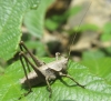 Thyreonotus bidens