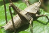 Thyreonotus bidens Thyreonotus bidens