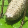 Thyreonotus bidens