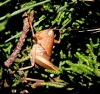 Thyreonotus corsicus (Rambur, 1838)