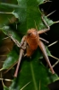 Thyreonotus corsicus (Rambur, 1839)