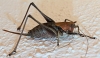Thyreonotus corsicus (Rambur, 1839)