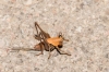 Thyreonotus corsicus (Rambur, 1839)