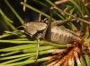 Thyreonotus corsicus (Rambur, 1839)