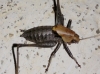 Thyreonotus corsicus (Rambur, 1839)