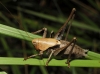 Thyreonotus corsicus (Rambur, 1839)