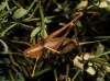 Thyreonotus corsicus (Rambur, 1839)