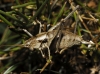 Thyreonotus corsicus (Rambur, 1839)