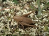 Thyreonotus corsicus (Rambur, 1839)
