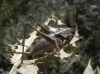 Thyreonotus corsicus (Rambur, 1839)