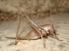 Thyreonotus corsicus (Rambur, 1839)