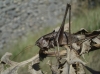Thyreonotus corsicus (Rambur, 1839)