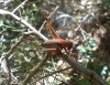 Thyreonotus corsicus (Rambur, 1839)