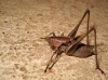 Thyreonotus corsicus (Rambur, 1839)