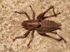 Thyreonotus corsicus (Rambur, 1839)