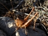 Thyreonotus corsicus (Rambur, 1839)