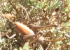 Thyreonotus corsicus (Rambur, 1839)