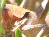 Thyreonotus corsicus (Rambur, 1839)