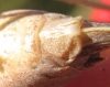Thyreonotus corsicus (Rambur, 1839)