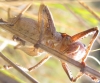Thyreonotus corsicus (Rambur, 1839)