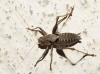 Thyreonotus corsicus (Rambur, 1839)