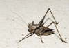 Thyreonotus corsicus (Rambur, 1839)
