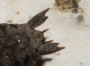Thyreonotus corsicus (Rambur, 1839)