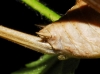 Thyreonotus corsicus (Rambur, 1839)