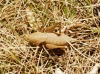 Thyreonotus corsicus (Rambur, 1839)